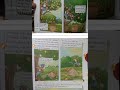 CLASS 4TH ENGLISH CHAPTER 1 MANGO BIRDS HINDI LITTLE MASTER PUBLIC SCHOOL BY RAJANI MAM