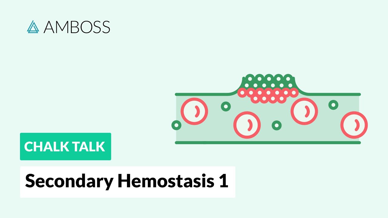 Secondary Hemostasis - Part 1: Coagulation Cascade