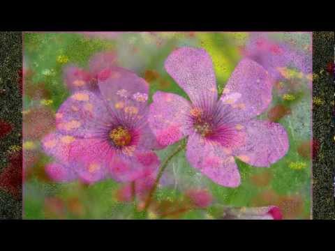 Giovanni Pierluigi da Palestrina - I vaghi fiori e l'amorose fronde