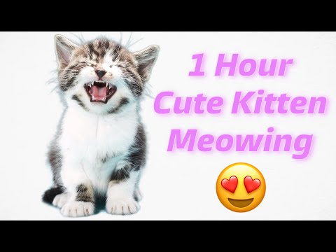 1 Hour Cat Sound To Attract Cats | Realistic Multiple Meows