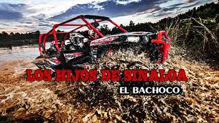 El Bachoco- Los Hijos De Sinaloa
