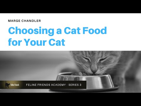 Choosing a Cat Food for Your Cat