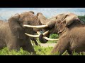 Elephant Twins Escape Battling Bulls Dynasties II BBC Earth