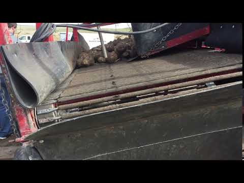 potatoes unloading onto chain