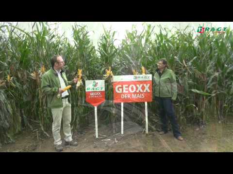 GEOXX – Der Mais von RAGT