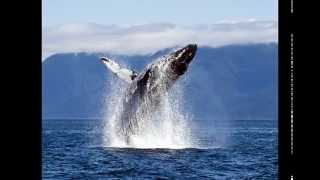 Whales (A Vanishing Breed) By Gary David Reece