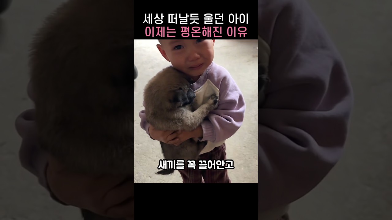 "그게 나보다 좋아?.." 강아지 붙잡고 울던 아이가 예전같지 않은 이유