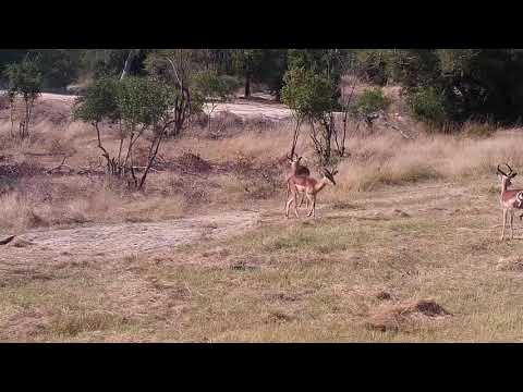 Djuma: Impalas sparring - 09:50 - 05/26/21