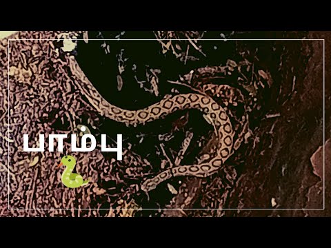 பாம்பு 🐍 பாம்பு வாங்க #trending #coimbatore #vikasinivlogs #snake