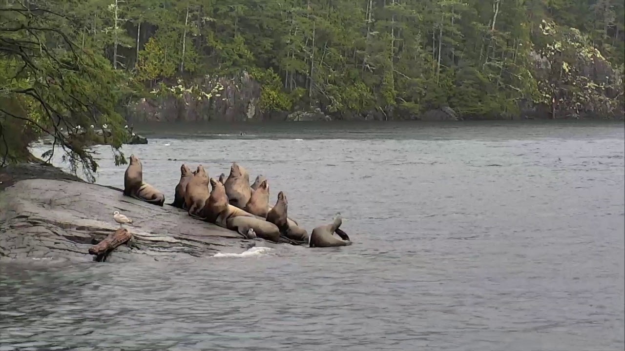 Live webcam view of Sea Lion Haul-Out on Hanson Island