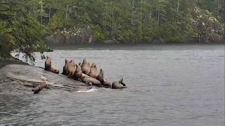 LIVE Sea Lion Beach - British Columbia | explore.org