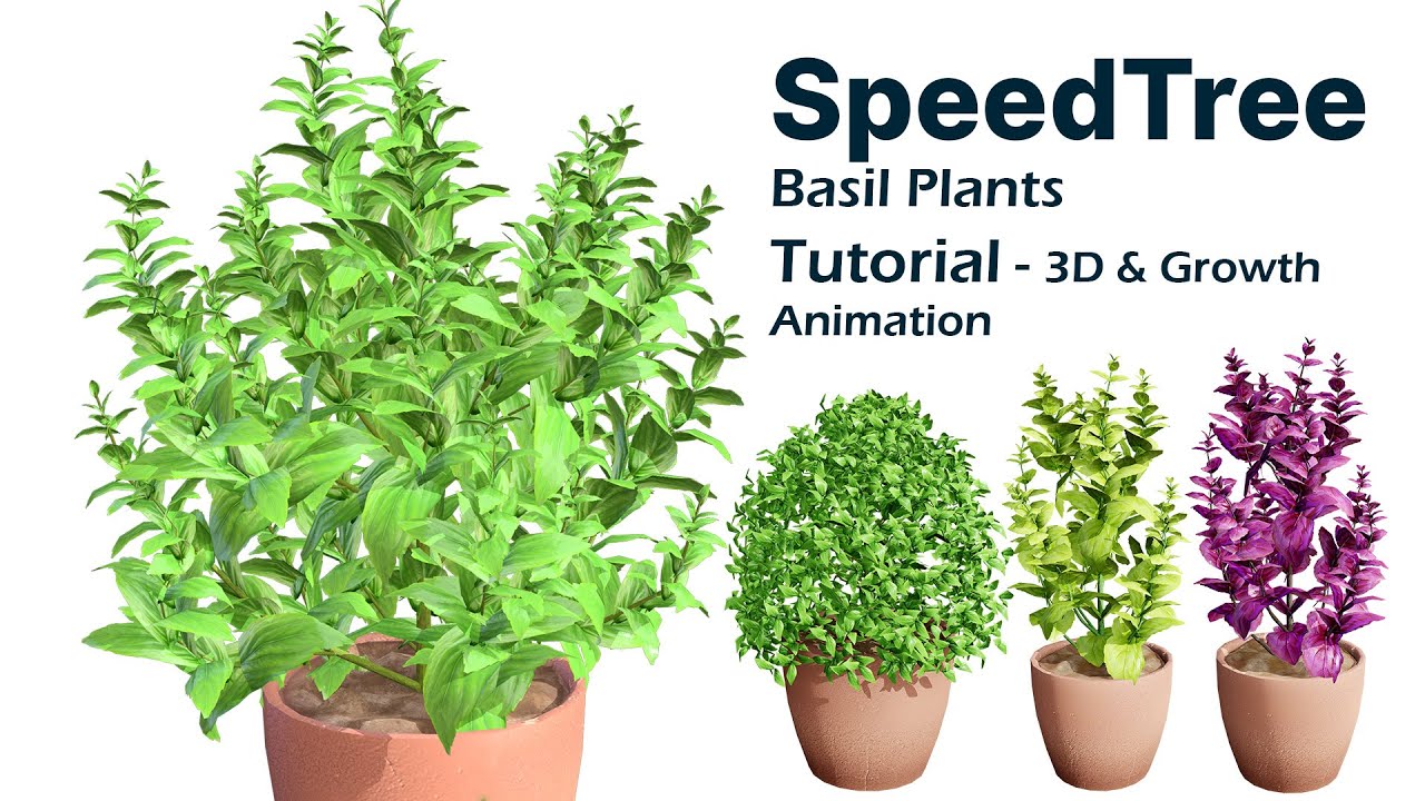 Rośliny bazylii Low-Poly z bezpłatnym samouczkiem Model 3D