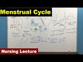 👚 Menstrual Cycle👚 | 👚Reproductive Cycle 👚| Nursing Lecture