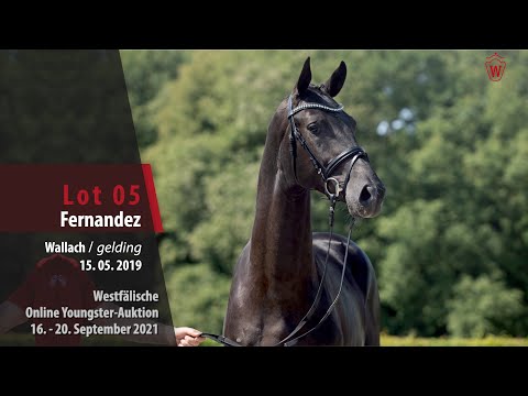 Youngster Online-Auktion Lot 05 Fernandez Wallach von  Franklin - Don Vino