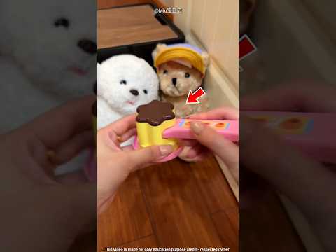 The Jealous Little Dog 🐶❤‍🩹