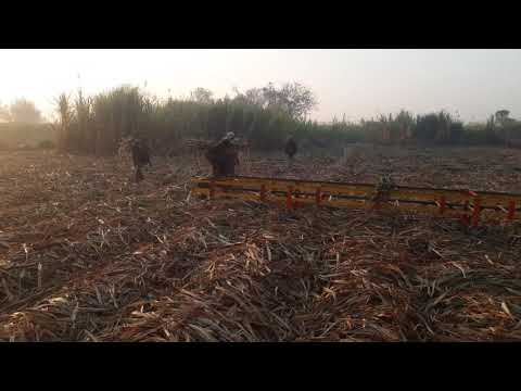 Sugarcane loading machine