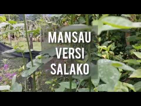 Mansau~ Layo versi salako