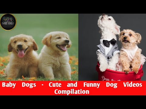 Funniest Animals 2023 😂 Funny Dogs 🐱🐶 | Funny Animal Videos 2023