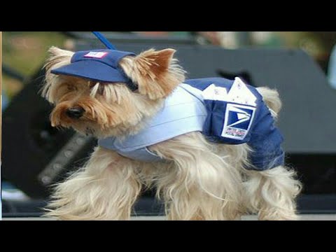 Funny cats/Try not to laugh 2021