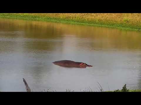 Djuma: Impalas and Hippo - 17:22 - 02/16/2022