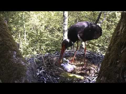 Estonian Black Storks: Fish for breakfast