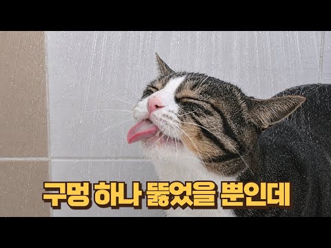 구멍 하나 뚫었을 뿐인데..! 집사가 바꾼 루틴에 중독된 고양이
