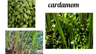cardamom plants/ஏலக்காய் செடிகள்/elakkai