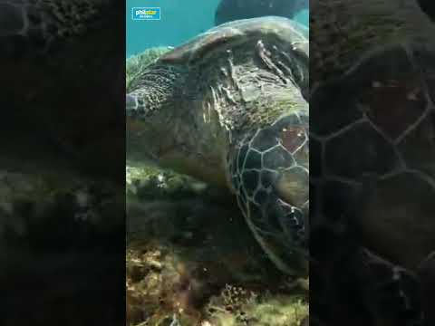 Giant sea turtle, ‘Nemo’ matatagpuan sa Apo Island, Negros Oriental