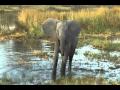 ElephantTrumpet Avi
