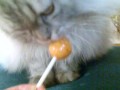 Honeybear - Funny Cat 