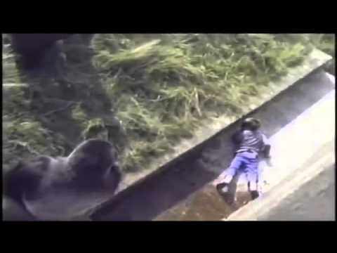 Jambo el gorila que salvó a un niño