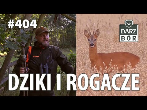 Darz Bór odc 404 Dziki i rogacze.