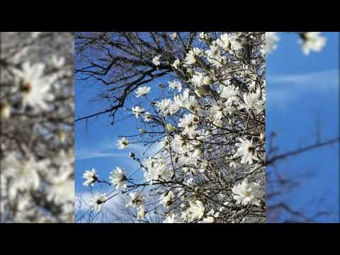 Dj Duck Trash - Spring Cleaning [Ambient Dub Techno Mix]