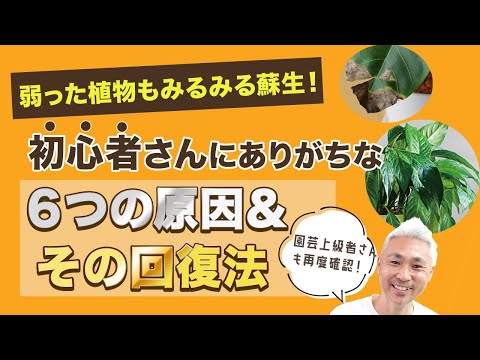 緑の植物: 葉の先端が茶色になるのはなぜですか?対処法と考えられる4つの原因とは！  庭園
