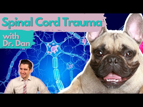 Dog spinal cord nerve damage.  Dr. Dan explains.
