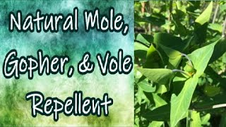 Natural Mole, Vole, Gopher and Rat Repellent