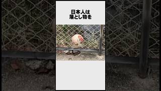 日本人に関する面白い雑学【海外の反応】#Shorts