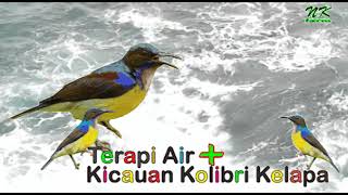 Download lagu Terapi Air Kolibri Kelapa... mp3
