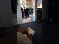 Gray Cat Loudly Meows And Approaches Camera Cat Meow Loud Animal