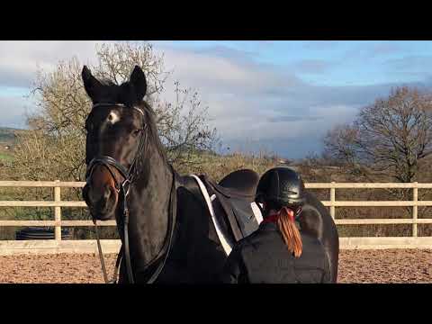 Foundation x Ferro 5yo Mare