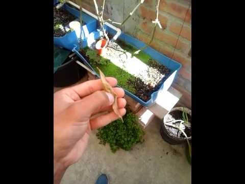 Acuaponia Green Fish - Segunda cosecha de tomate
