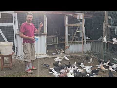 M-am suparat si mă dezic de porumbei