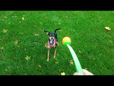 Review of ChuckIt Sport 14 (Small) Ball Launcher Throw Toy