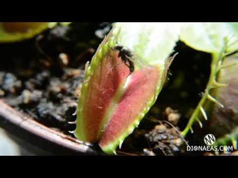 Dionaea muscipula "Fussy tooth"