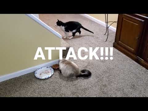 Roxie Wants To Play With Her Brother Adolpho. Will he?