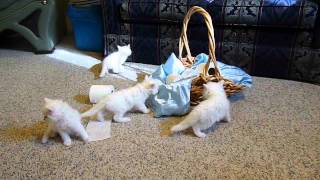 Rare BEW Ragdoll Kittens