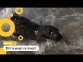 Zwarte zeehond Melanie weer terug in zee