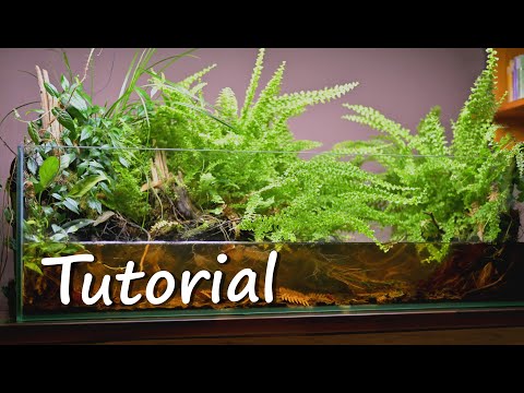 , title : 'How to make biotope aquarium / paludarium  with ferns (tutorial)'