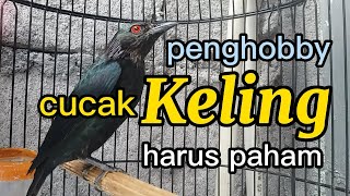 Download lagu Cucak Keling hobbyists must understand this mp3