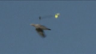 NO FLY ZONE "Archery kill shots"